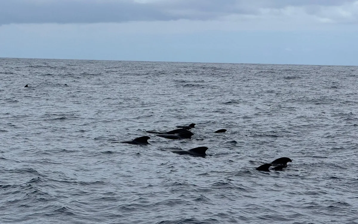 A small group of pilot whales surfacing in grey open water