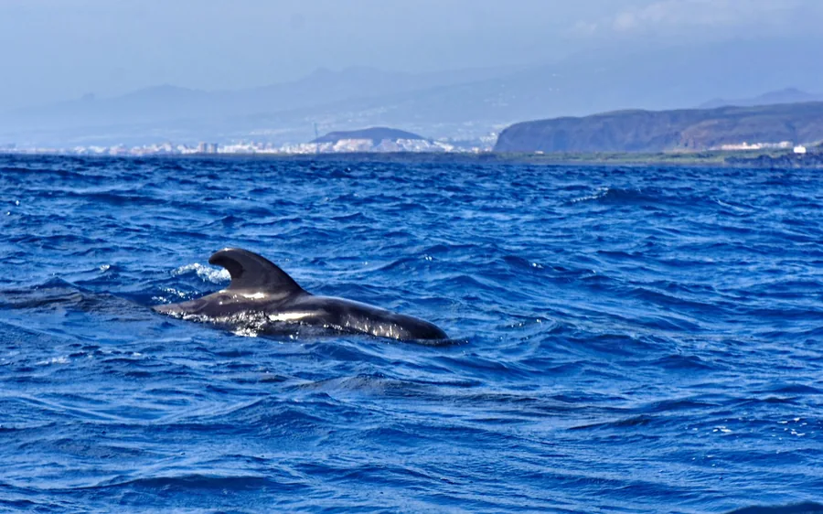 A pilot whale surfacing in deep blue water off the coast