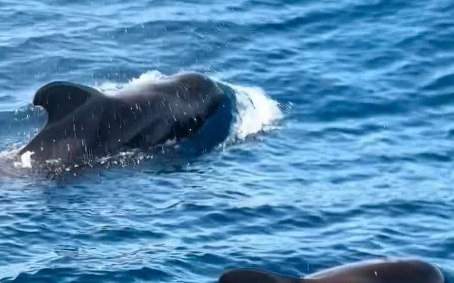 The back and fin of a pilot whale at the surface of the sea