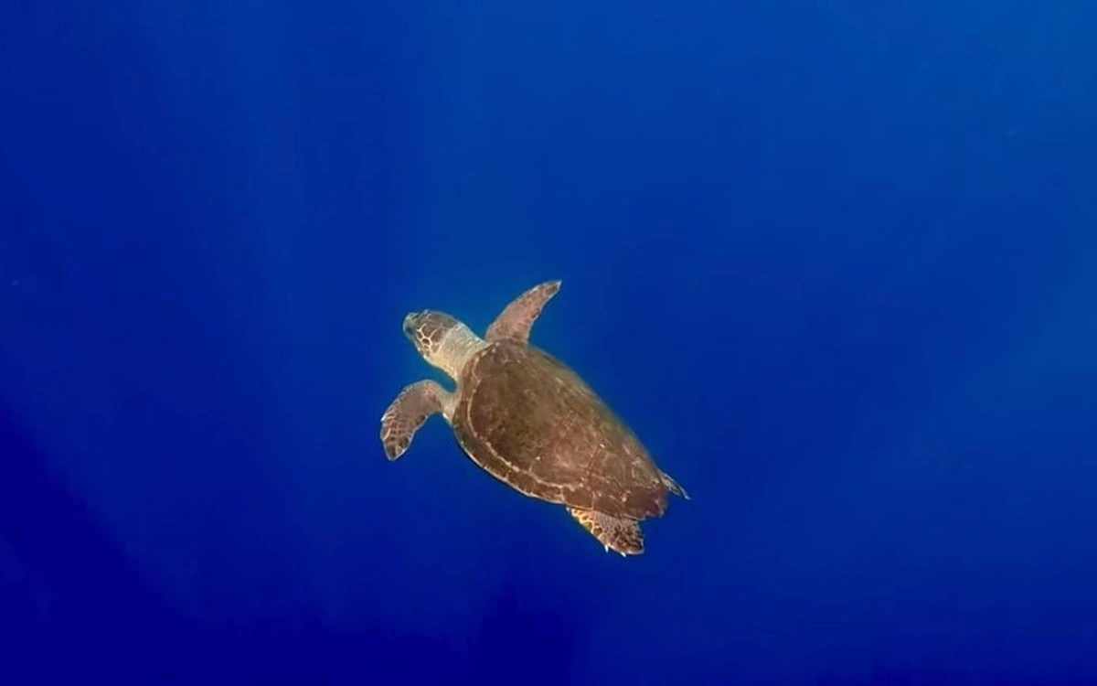 A sea turtle swimming alone in deep blue water