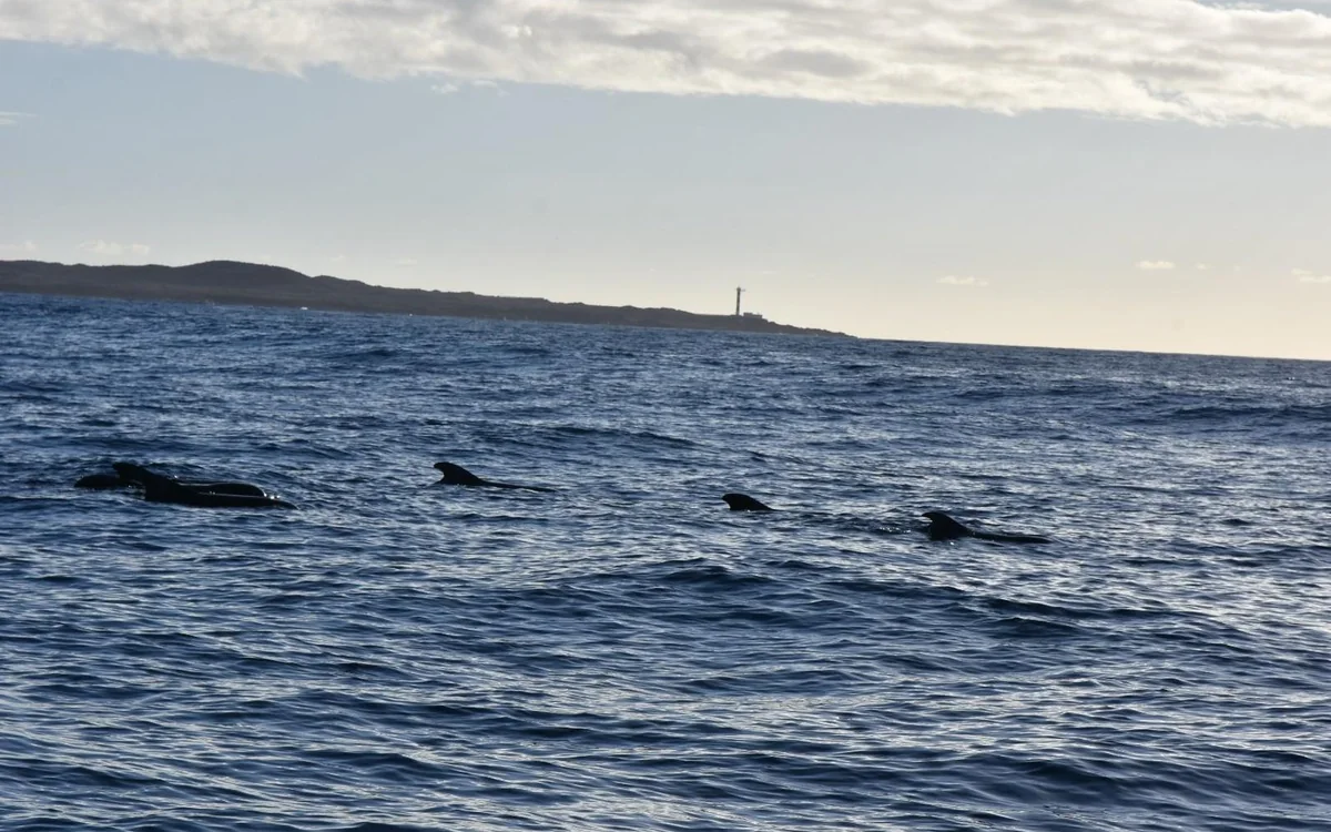 Dark fins in blue water with a low headland and a lighthouse on the horizon